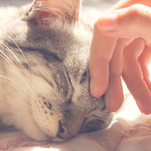 Load image into Gallery viewer, 4