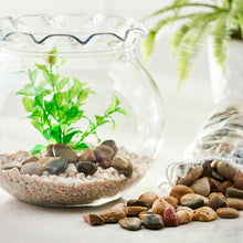 Load image into Gallery viewer, 1